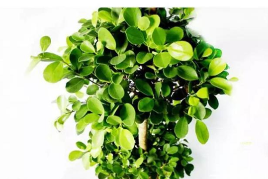 微信截图_20200928153304_副本.png
